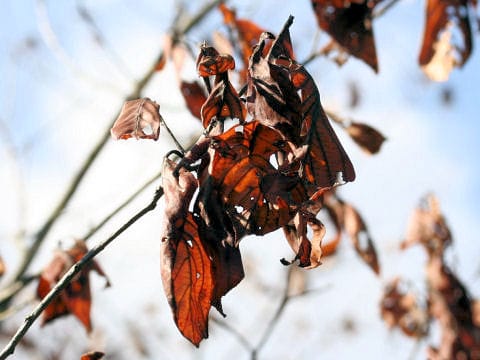 Rhamnus crenata