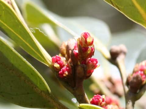 Distylium racemosum