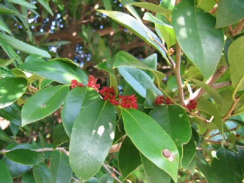 Distylium racemosum