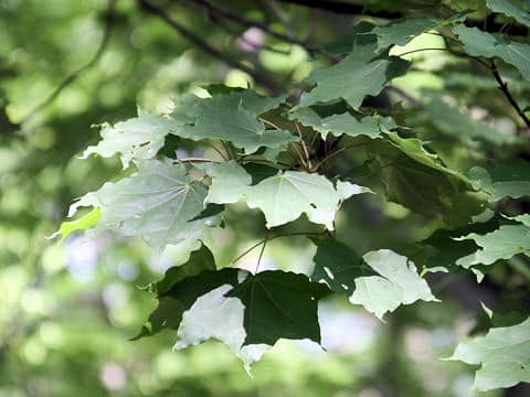 Acer mono