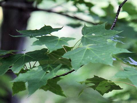Acer mono