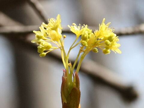 Acer mono