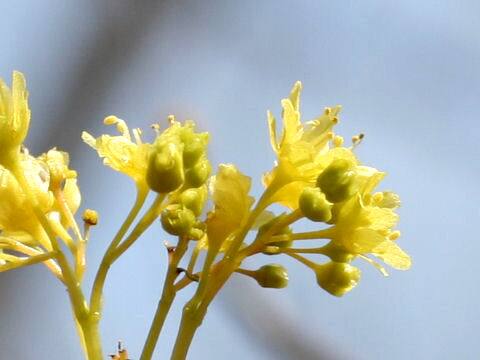 Acer mono