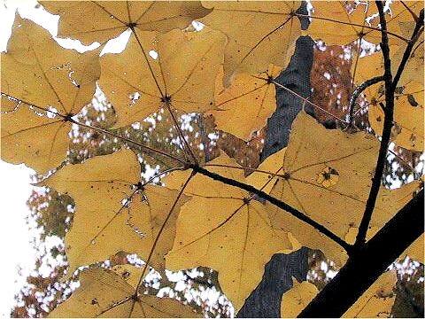 Acer mono