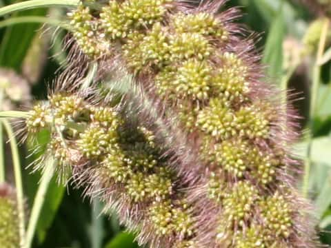 Setaria italica