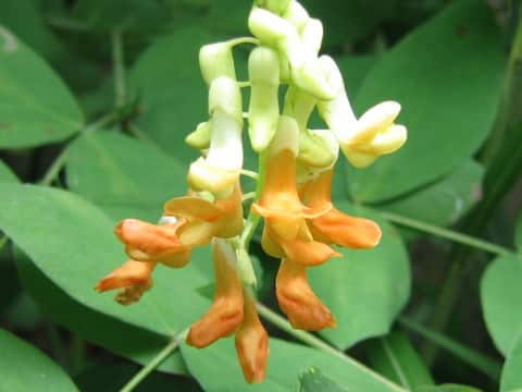 Lathyrus davidii