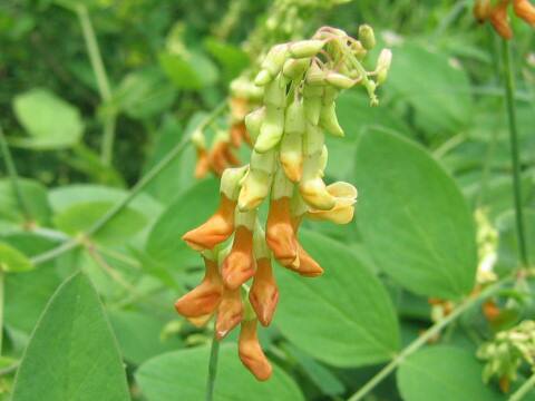 Lathyrus davidii