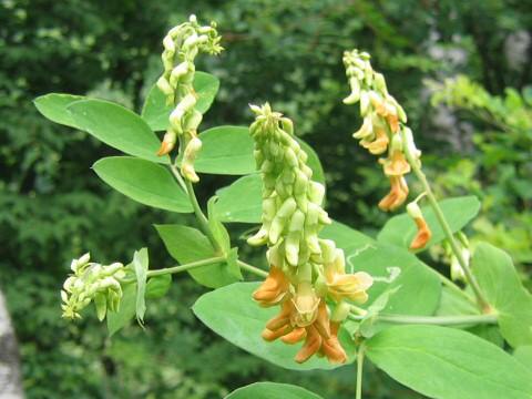 Lathyrus davidii