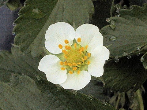 Fragaria grandiflora