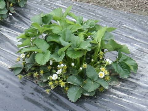 Fragaria grandiflora