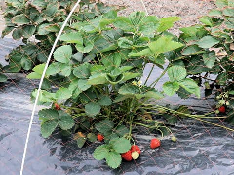 Fragaria grandiflora