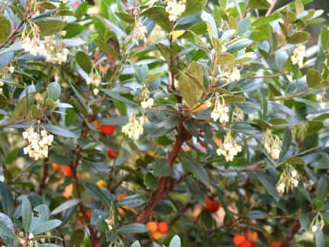 Arbutus unedo
