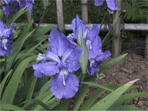 Iris tectorum