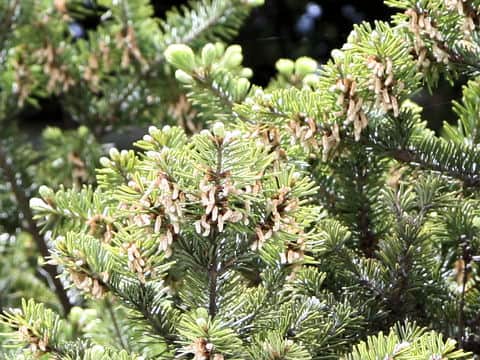 Taxus cuspidata