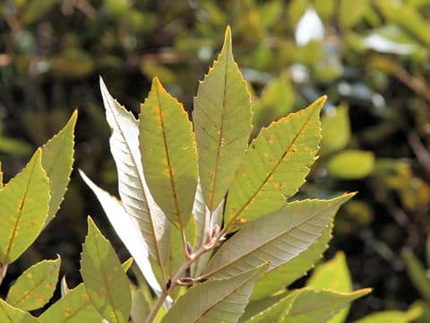 Quercus gilva