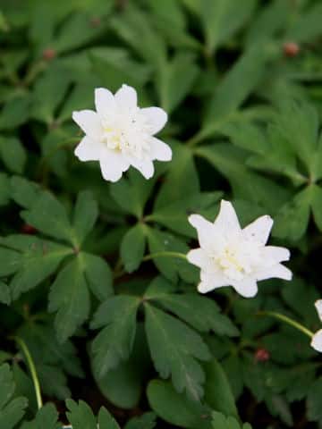 Anemone nikoensis