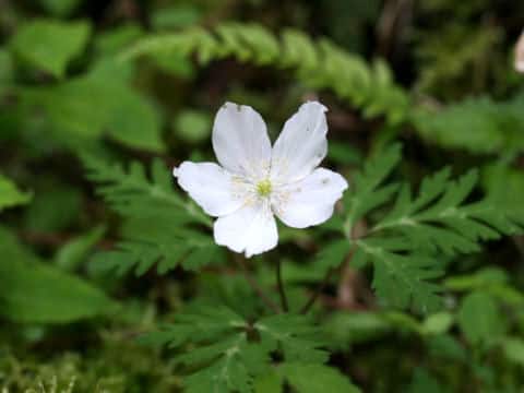 Anemone nikoensis