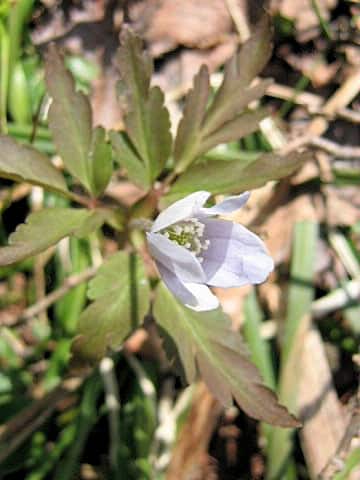 Anemone nikoensis