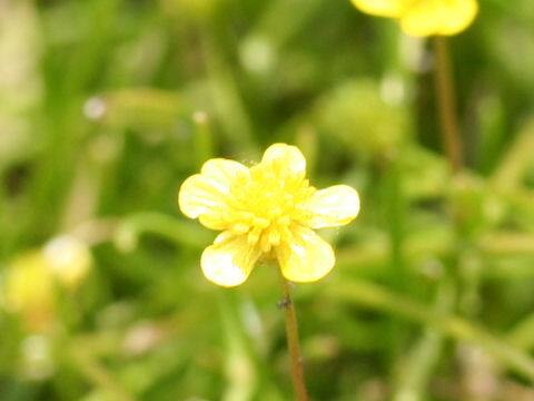 Ranunculus reptans