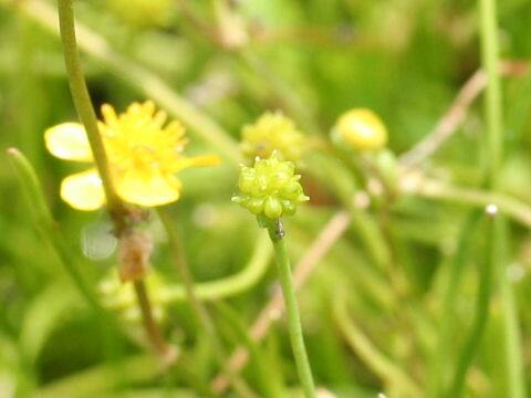 Ranunculus reptans
