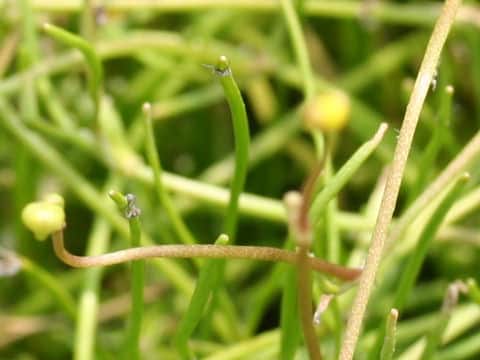 Ranunculus reptans