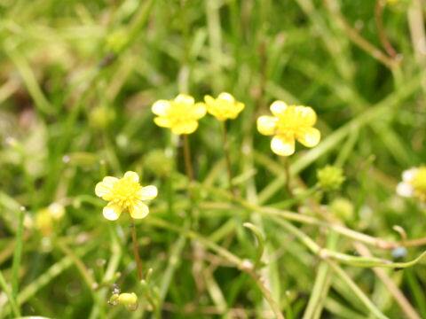 Ranunculus reptans