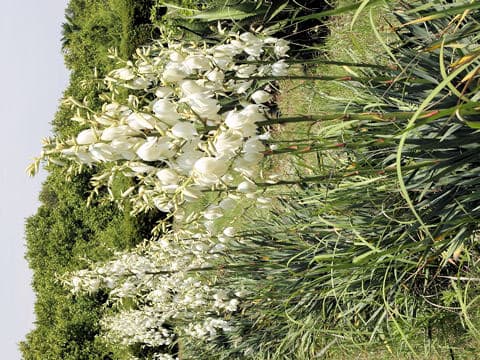 Yucca filamentosa