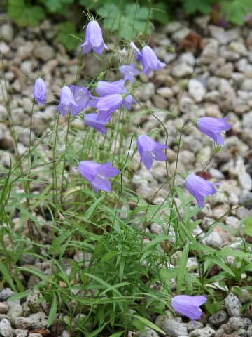 糸沙参はどんな植物? わかりやすく解説 Weblio辞書 糸沙参はどんな植物? わかりやすく解説 Weblio辞書