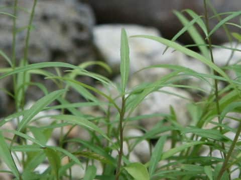 糸沙参はどんな植物? わかりやすく解説 Weblio辞書 糸沙参はどんな植物? わかりやすく解説 Weblio辞書
