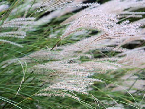 Miscanthus sinensis f. gracillimus