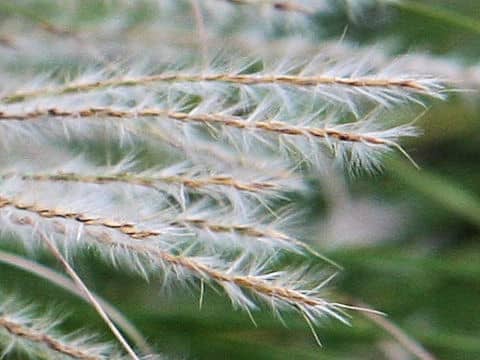 Miscanthus sinensis f. gracillimus