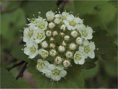 Spiraea blumei
