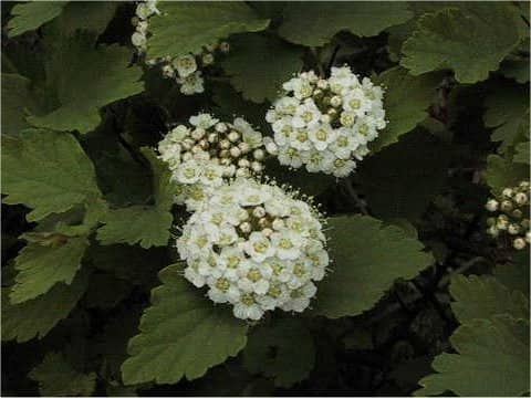 Spiraea blumei