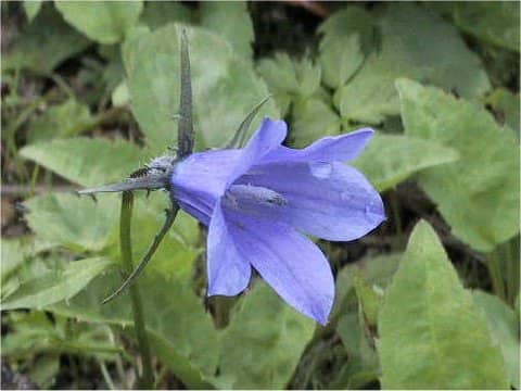 Campanula lasiocarpa