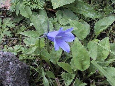 Campanula lasiocarpa
