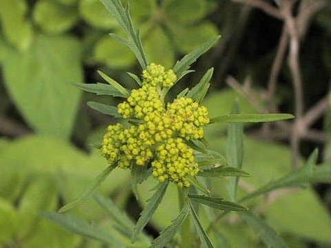 Chrysanthemum rupestre