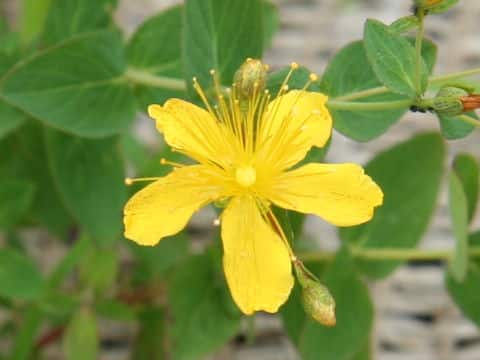 Hypericum kamtschaticum var. hondoense