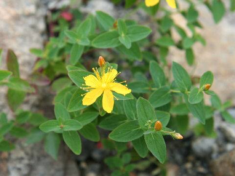 Hypericum kamtschaticum var. hondoense