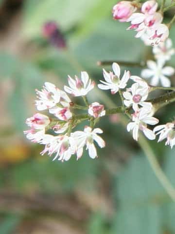 Tofieldia japonica