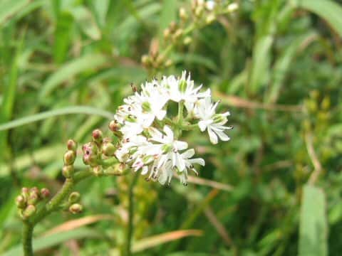 Tofieldia japonica
