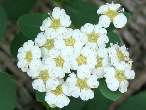 Spiraea nipponica