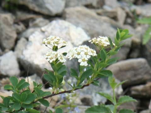Spiraea nipponica