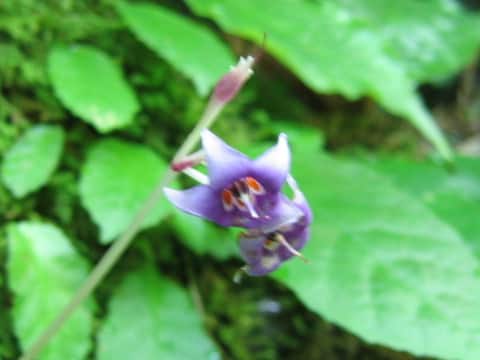 Conandron ramondioides