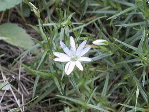 Stellaria nipponica
