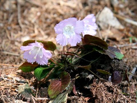 Shortia uniflora var. kantoensis