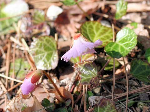 Shortia uniflora var. kantoensis