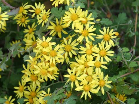 Chrysanthemum indicum var. iyoense