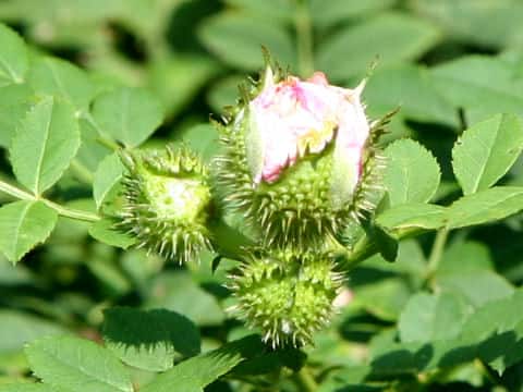 Rosa roxburghii