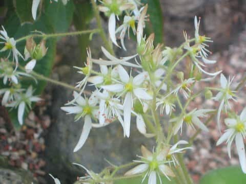 Saxifraga fortunei var. crassifolia