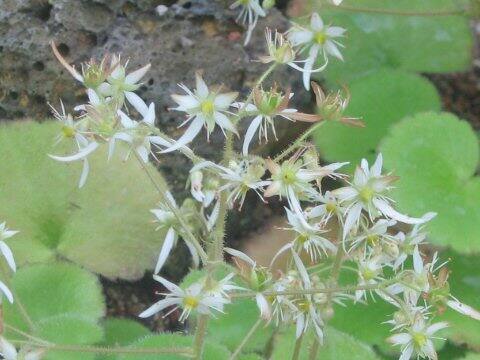 Saxifraga fortunei var. crassifolia